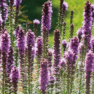 Liatris