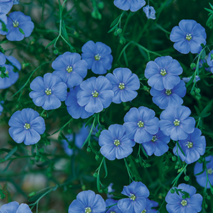Perennials H-L: Roots & Rhizomes
