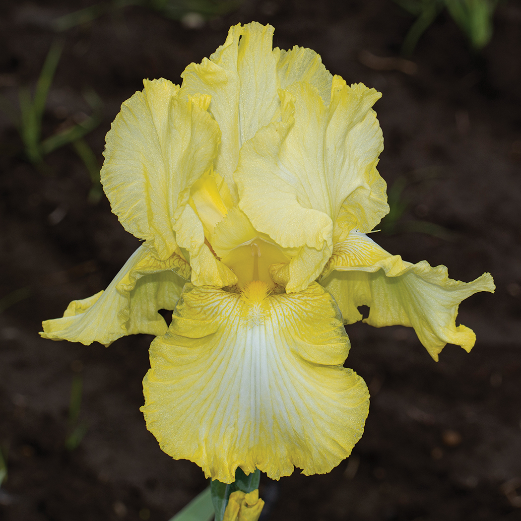 German Bearded Iris