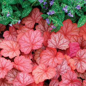 Perennials For Shade