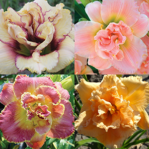 Daylily Collections
