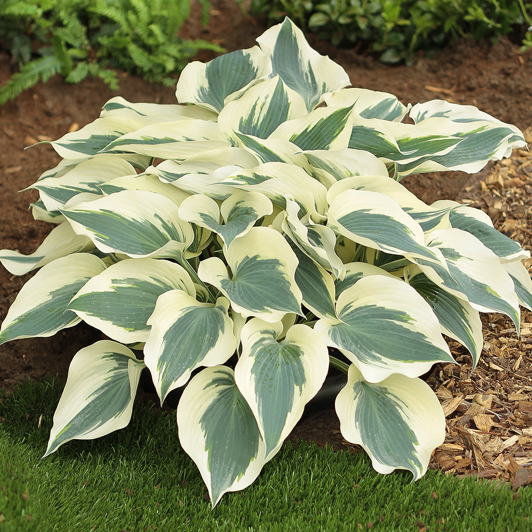 Hostas F-I