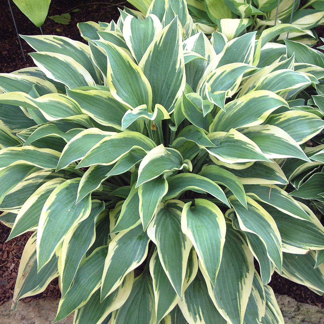 Hostas P-Z