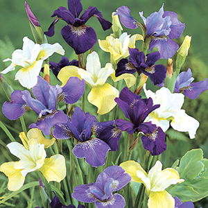 Siberian Iris Mixes