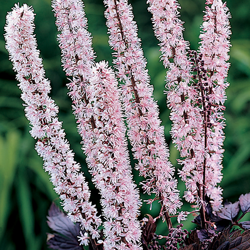 Actaea