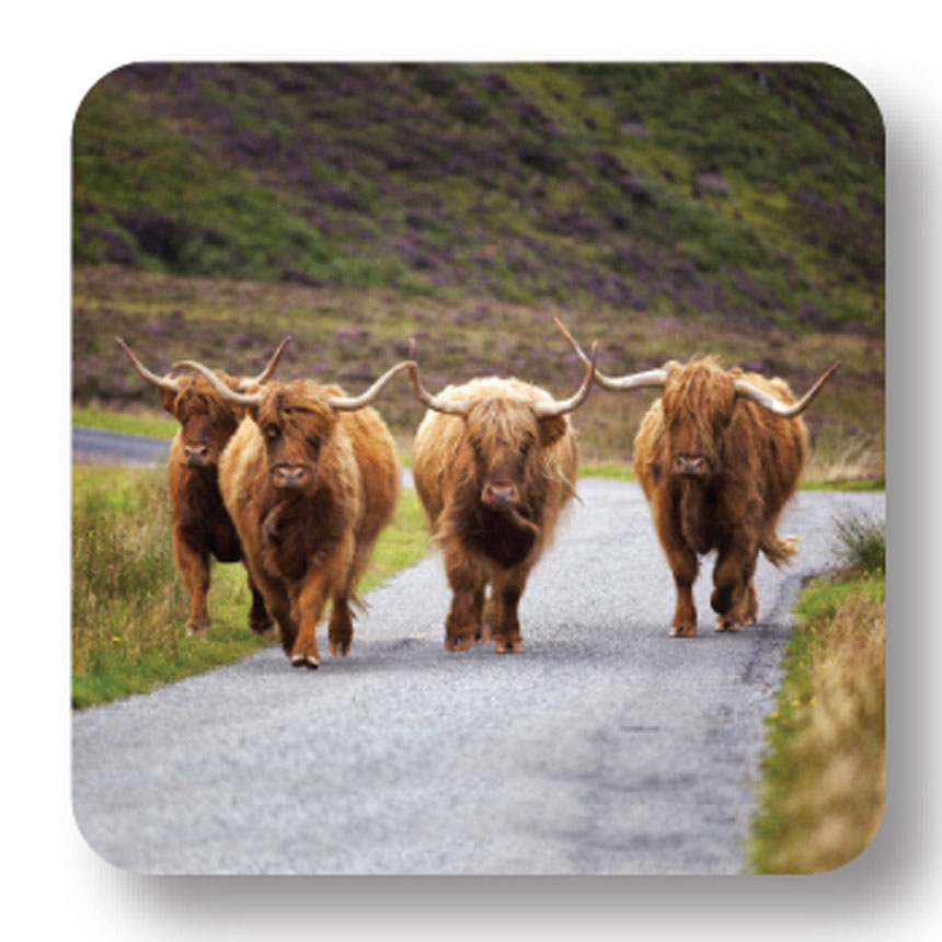 Highland Cows Coaster