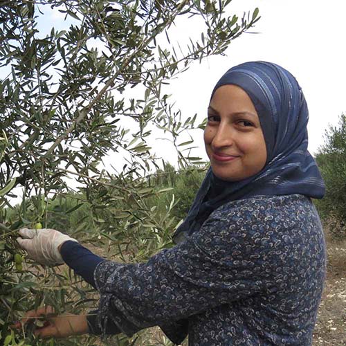 Olive Growers in Israel