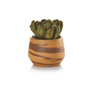 Product Image of Sola Succulent