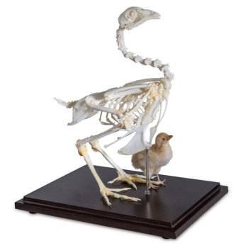 CHICKEN SKELETON WITH A CHICK,EA