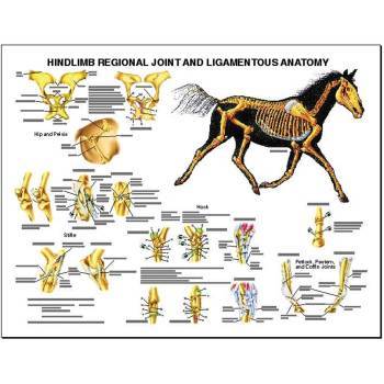 CHART,EQUINE,FORELIMB JOINT,EA
