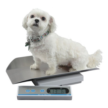 SCALE,PORTABLE DIGITAL SCALE W/ STAINLESS TRAY
