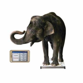 SCALE,ZOO,48" X 96",PORTABLE,WIRELESS BLUETOOTH DISPLAY,15,000LB MAX,EACH