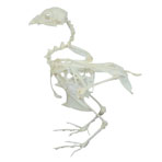 SKELETON,QUAIL,UNMOUNTED,EA