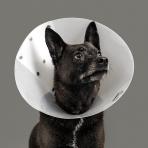COLLAR,CLEAR,RECOVERY,6",9"-12.50" Neck Circumference