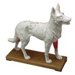 ACCUPUNCTURE MODEL,CANINE,11-1/2"
