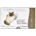 RXV,ZOETIS,REVOLUTION FOR CATS 15.1-22LBS,6/PK