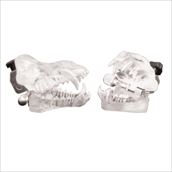 Model, set of clear dental models (J770D & J770F)