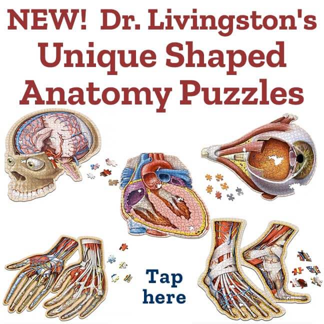 New! Dr. Livingston's Unique Shaped Anatomy Puzzles