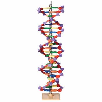 Flinn DNA Molecular Model Sets - Flinn DNA Molecular Model Set 22 Tier Set