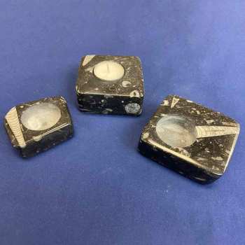 Orthoceras Candle Holders