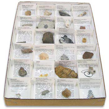 Large Fossil Collection