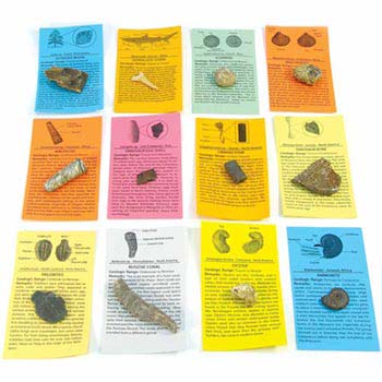 Small Fossil Collection - 10 Pieces