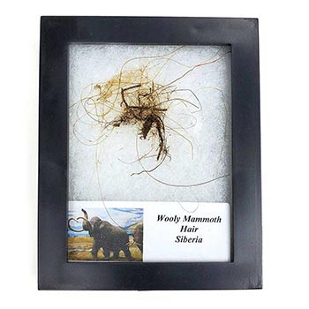 Woolly Mammoth Hair