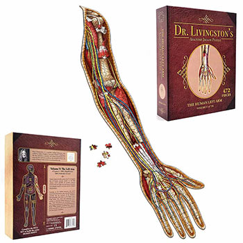 Anatomy Jigsaw Puzzle: Left Arm