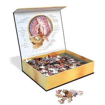 Anatomy Jigsaw Puzzle: Brain