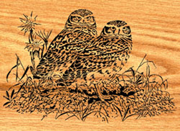 Burrowing Owls Project Pattern