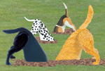 Product Image of Diggin' Dogs Combo Pattern Set 