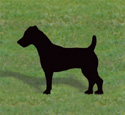 Jack Russell Terrier Shadow Wood Pattern