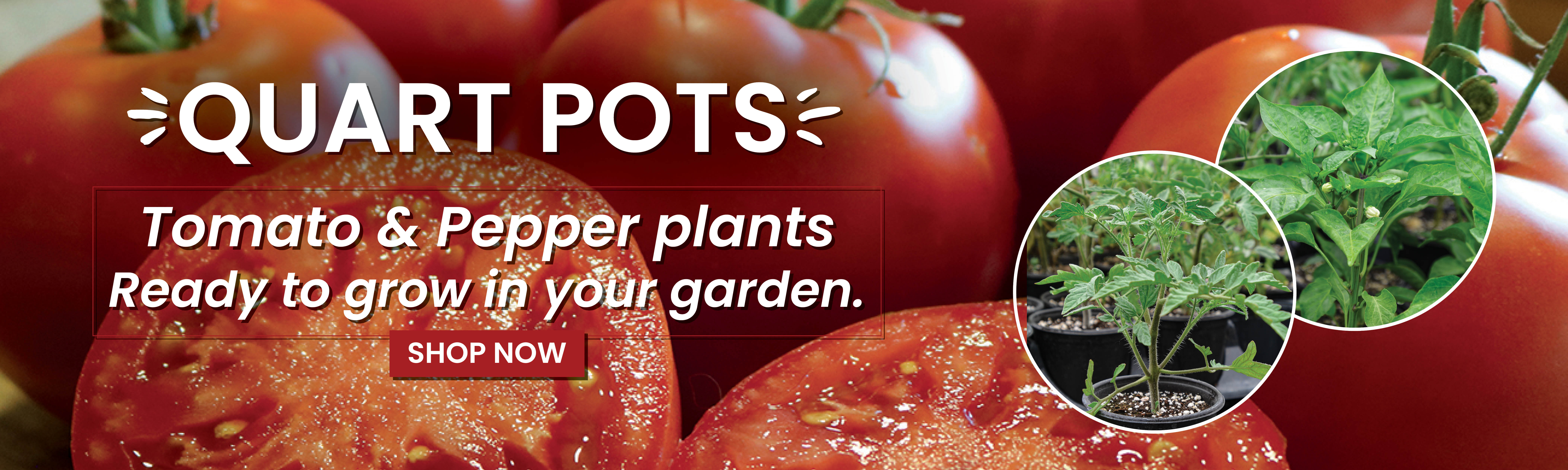 Quart Potted Tomato & Pepper Plants