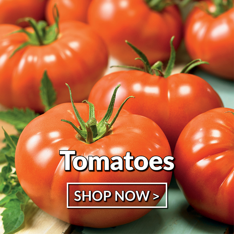 Tomatoes