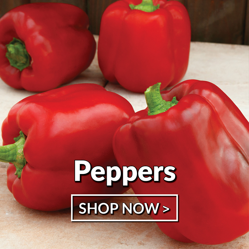 Peppers