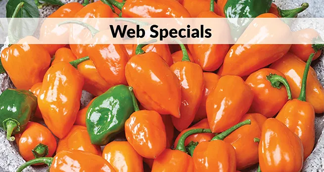 Web Specials