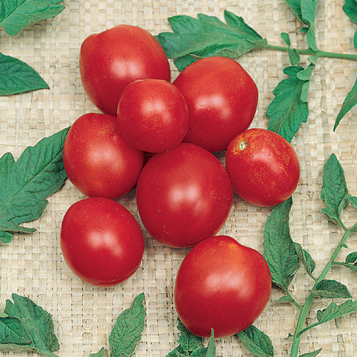 Alaskan Fancy Tomato