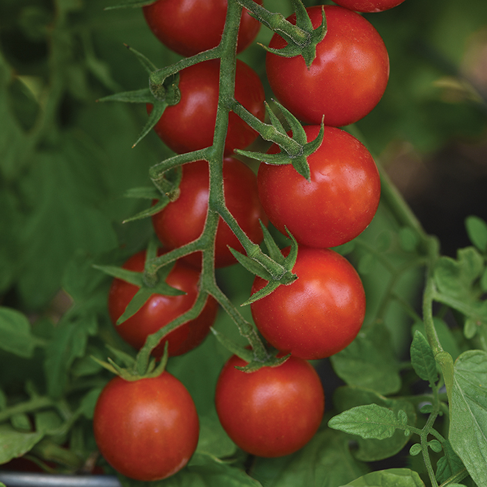 Artemis Hybrid Tomato