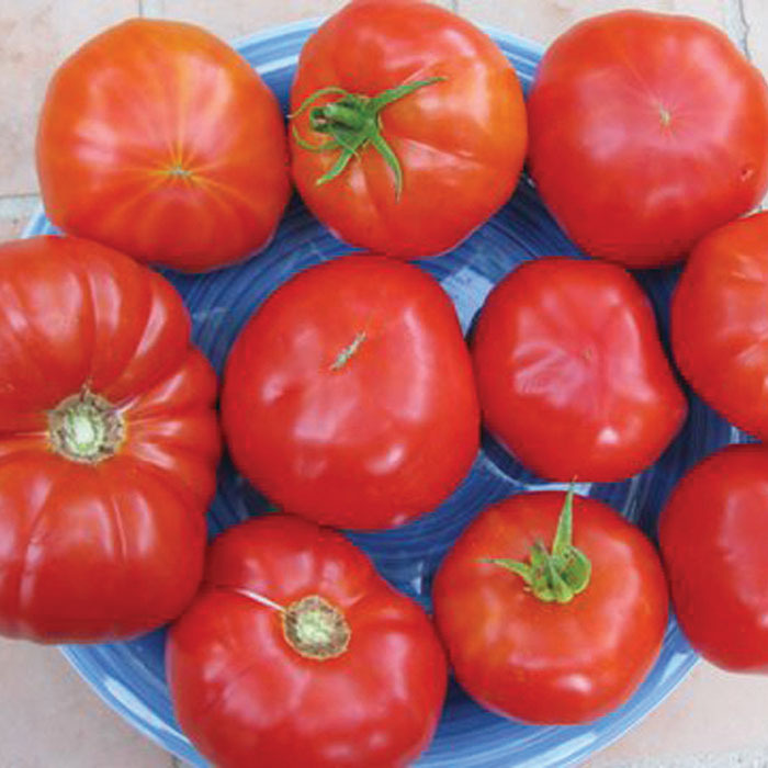 American Original Red Beefsteak Hybrid Tomato