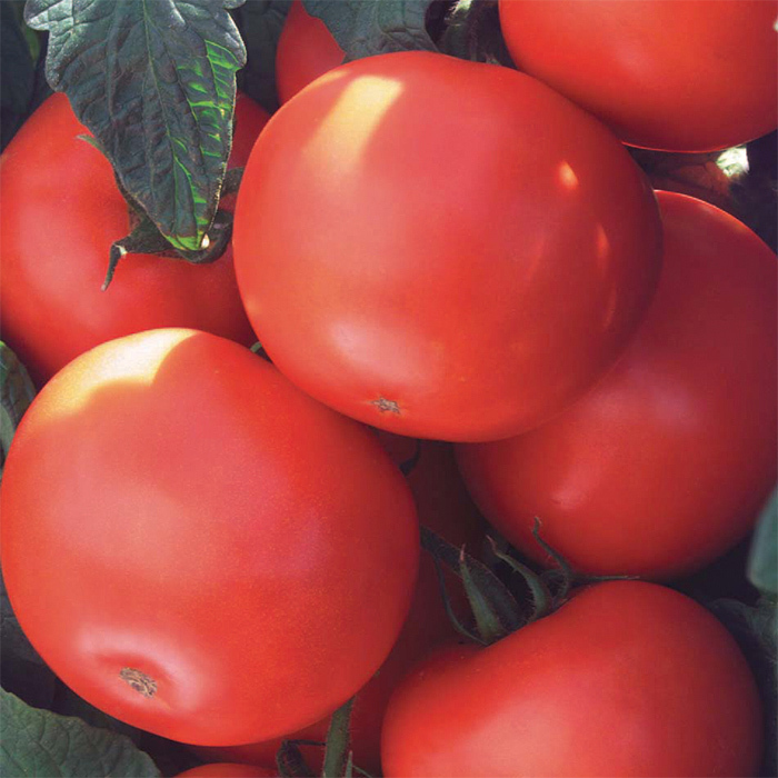 Biltmore Hybrid Tomato