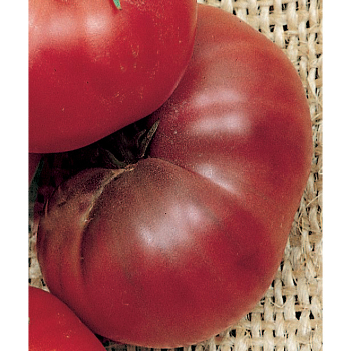Brandywine Black Tomato