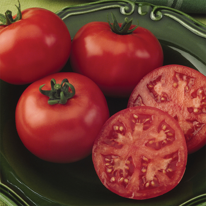 Bush Champion II Hybrid Tomato