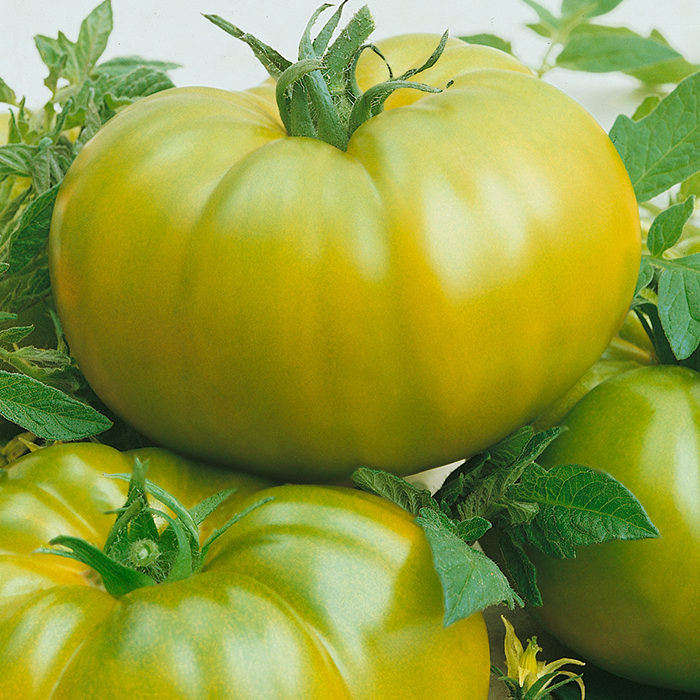 Green Cherokee Tomato Seeds Heirloom Organic
