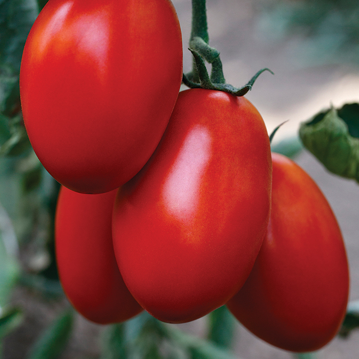 Cedro Hybrid Tomato
