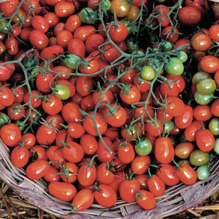 Cherry Roma Tomato