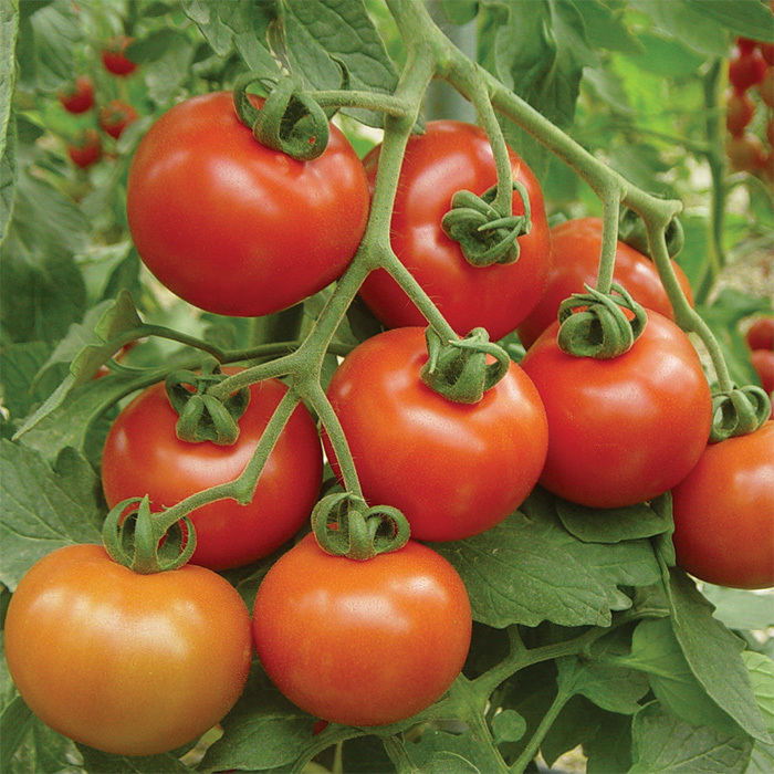 Goliath™ Cluster Hybrid Tomato