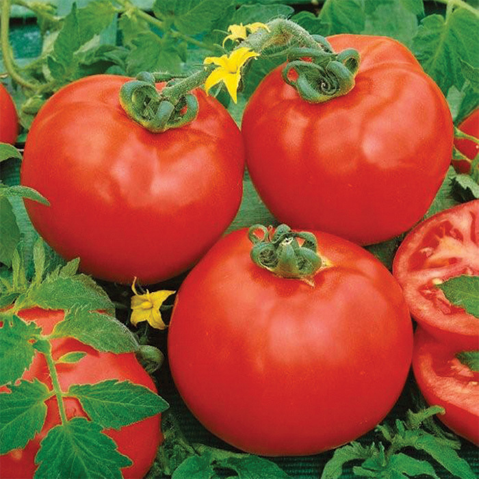 Containers Choice Red Hybrid Tomato