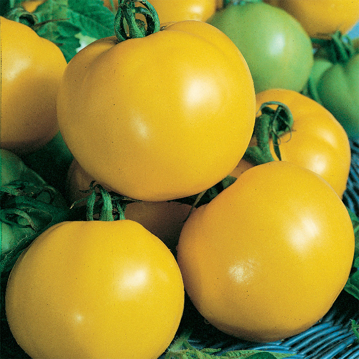 Giant Tomato Dixie Golden Seeds Yellow Big Tomato Tree Fruits Beefsteak Tomatoes