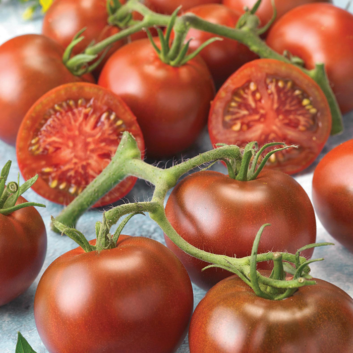 Early Choice Black Hybrid Tomato