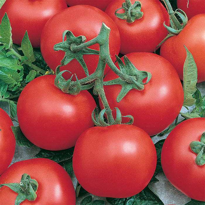 Early Doll Hybrid Tomato